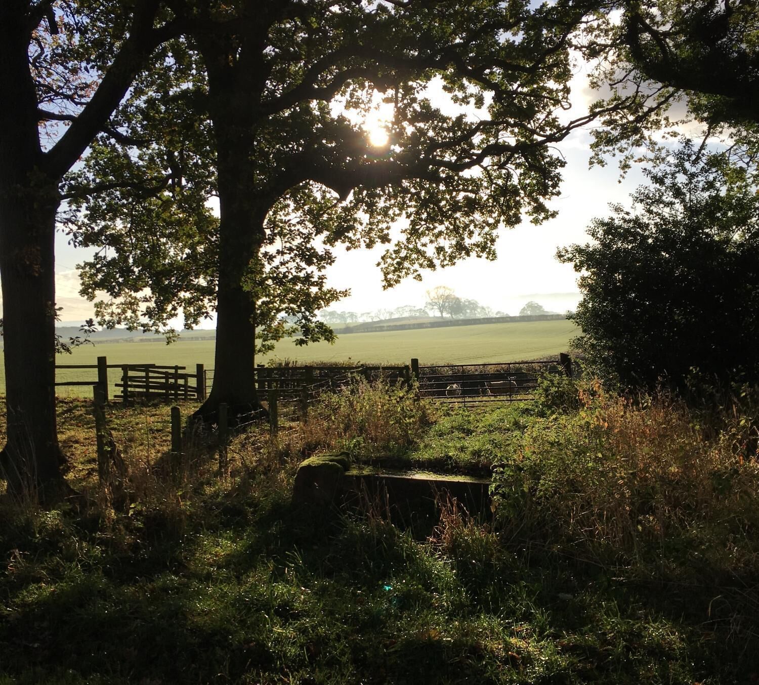 A rural landscape with a fence, trees, and a field.