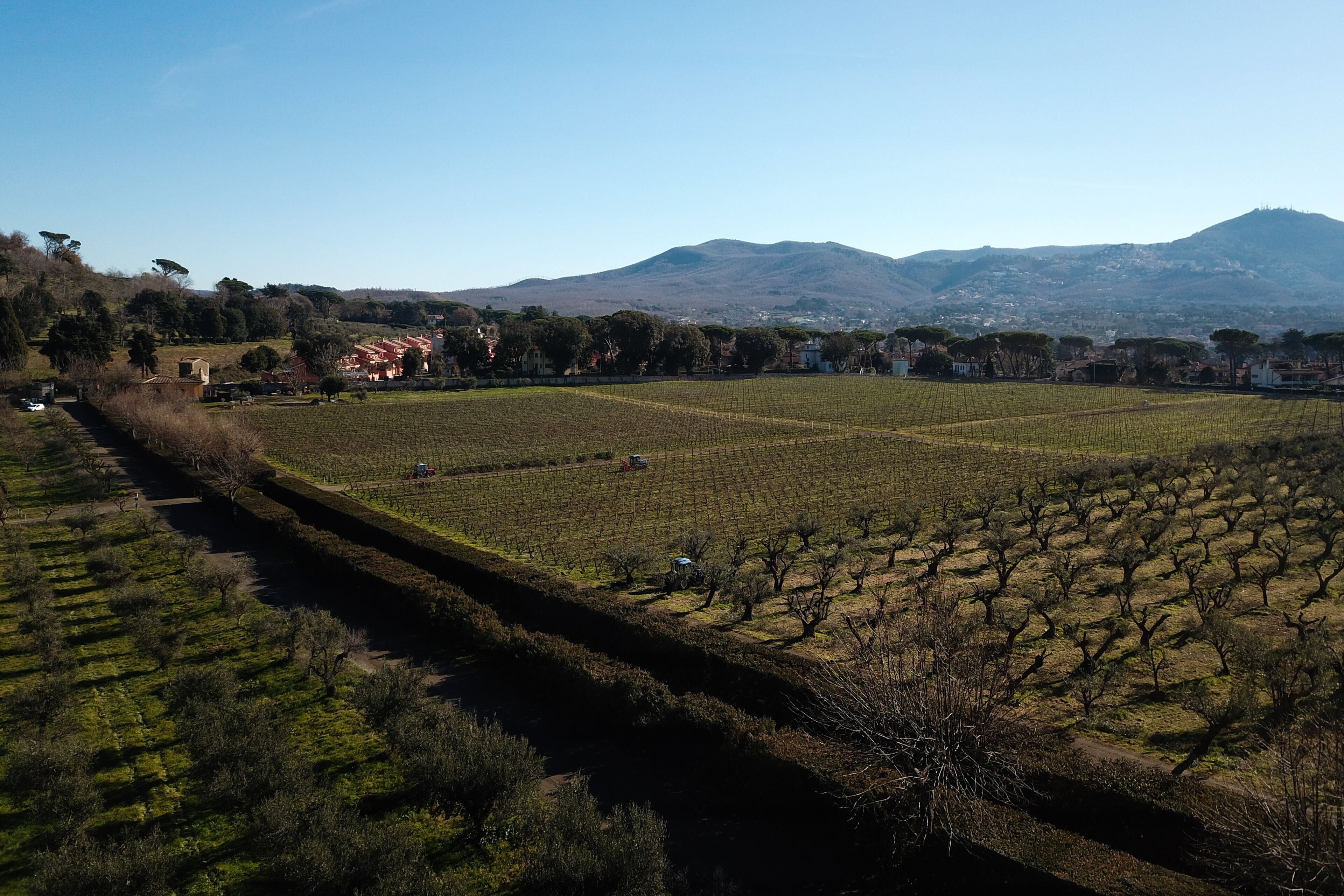 Un vignoble avec des rangées de vignes, une montagne lointaine et quelques bâtiments en arrière-plan.
