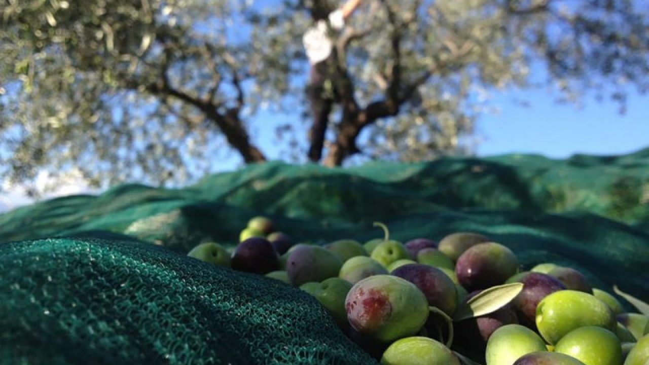 Primer plano de uvas verdes bajo una red, con un árbol al fondo.