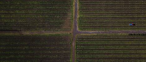 An aerial view of a large agricultural field with rows of crops.