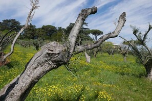 Garden - Villa Cavalletti  (Grottaferrata)