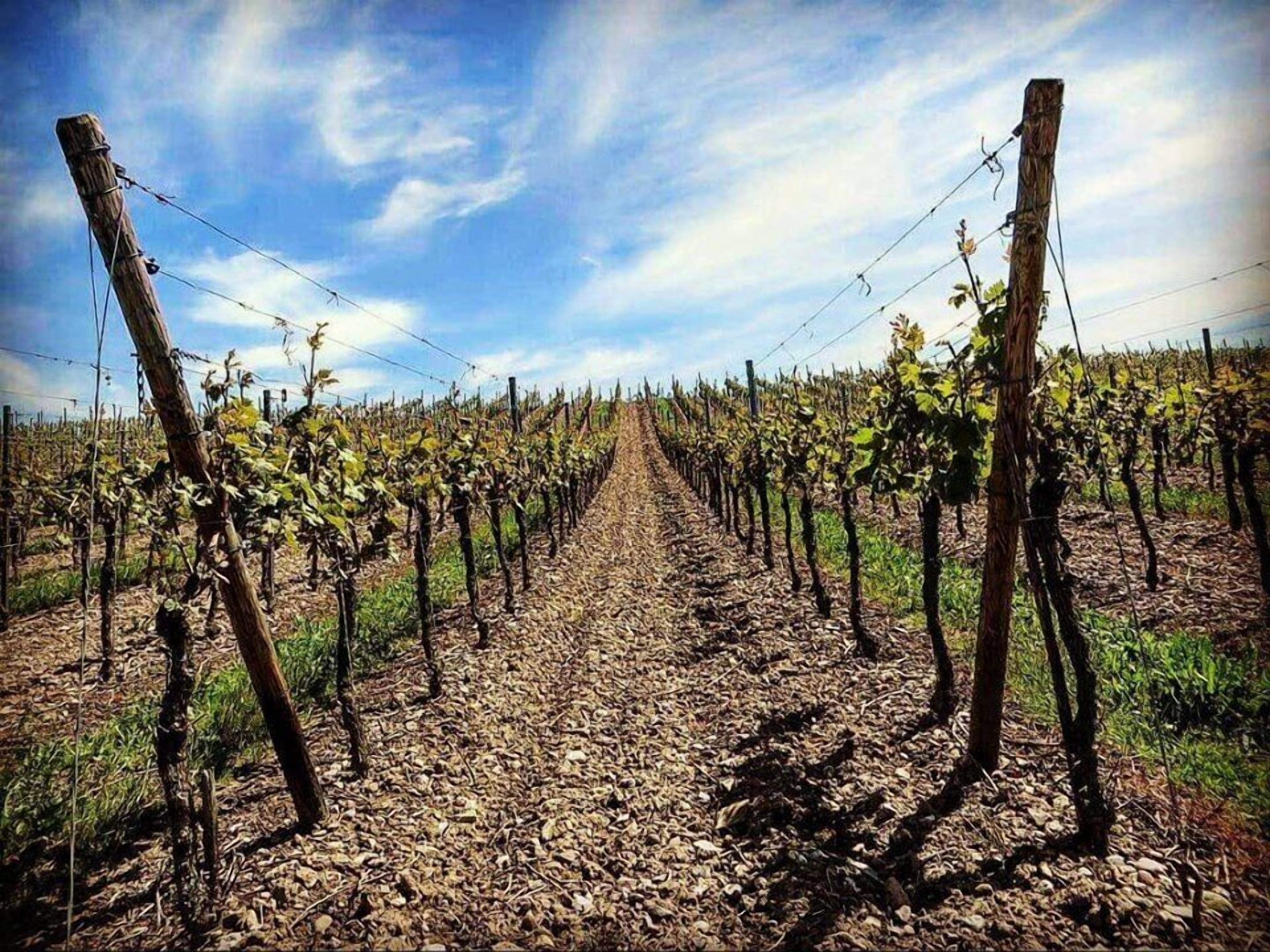 Een wijngaard met rijen druivenranken, ondersteund door houten palen en draden, onder een heldere lucht.