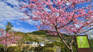 Un paysage parsemé de cerisiers en fleurs, une route sinueuse et un panneau indiquant un plan.