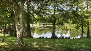 Un parque tranquilo con un estanque rodeado de árboles y zonas verdes.
