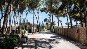 Un chemin bordé d’arbres mène à un bâtiment dont le toit est jaune.
