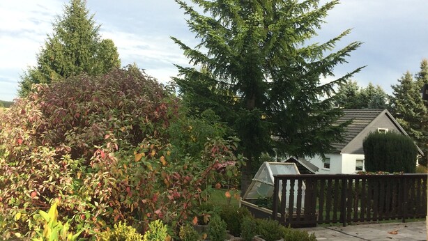 A garden with various plants and a large evergreen tree. - Landhotel Elterlein (Elterlein)