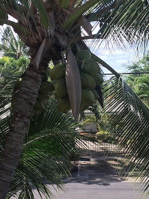 Stroll through a serene palm tree-lined pathway surrounded by lush greenery.