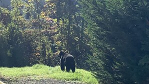 Um urso em uma área gramada, com uma floresta densa ao fundo.
