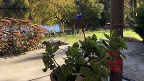 A garden with a pond, potted plants, and a metal pole. - Rock River Haven - charming, spacious, peaceful (Watertown)
