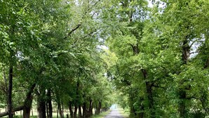 Una carretera pavimentada bordeada de árboles a ambos lados.