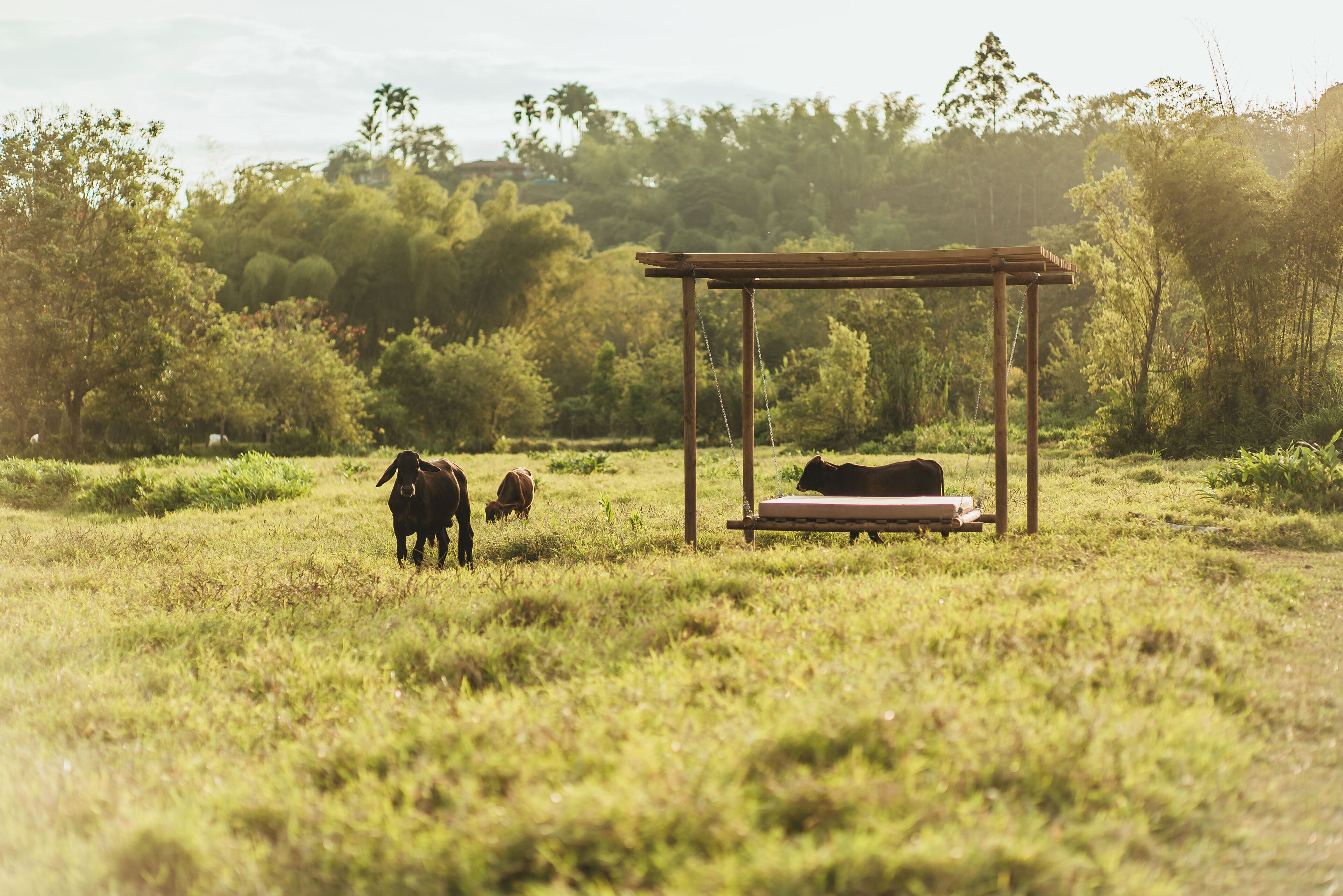 A wooden pergola in a grassy field with two cows grazing.