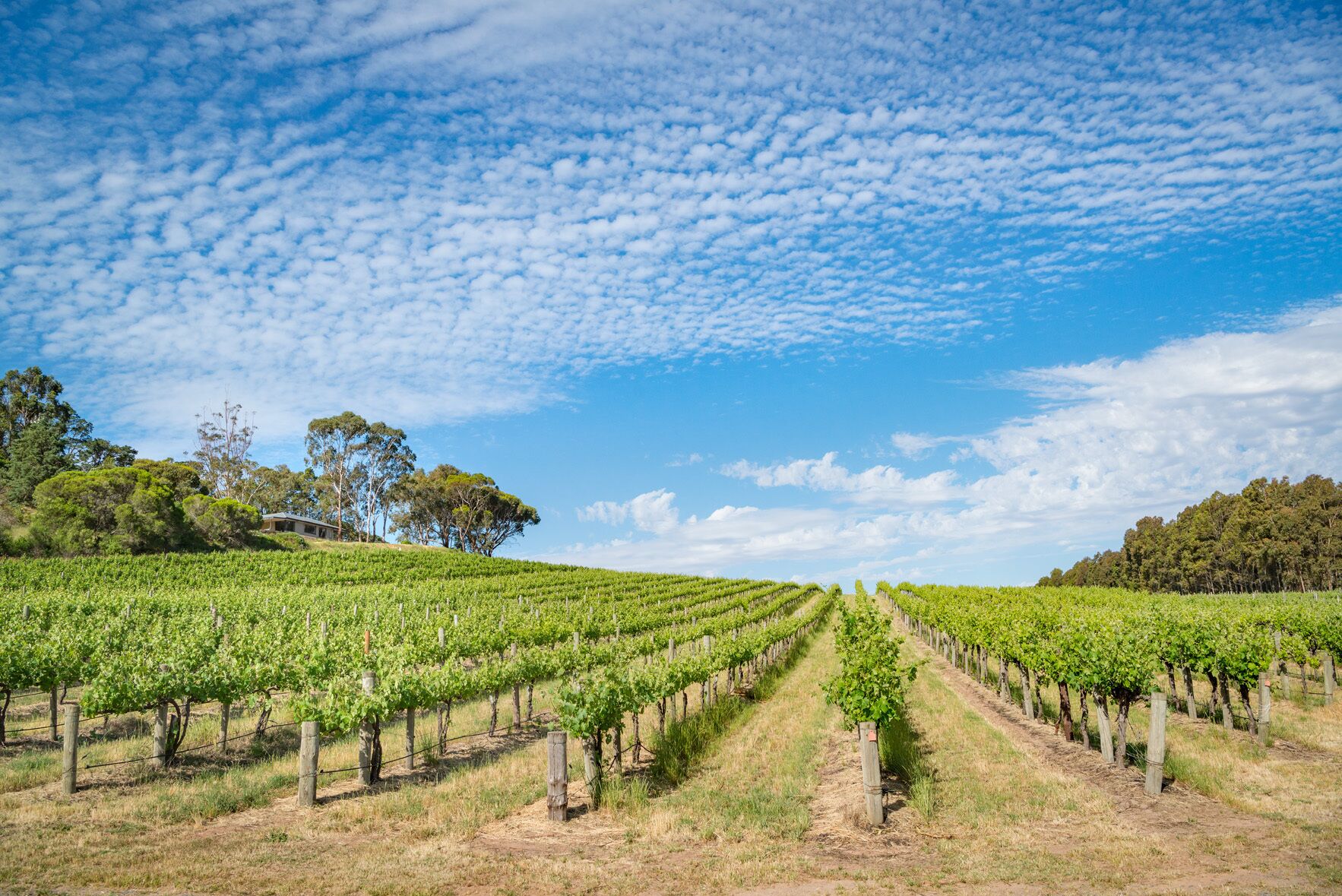 McLaren Vale Getaways - Hillside House — image 17