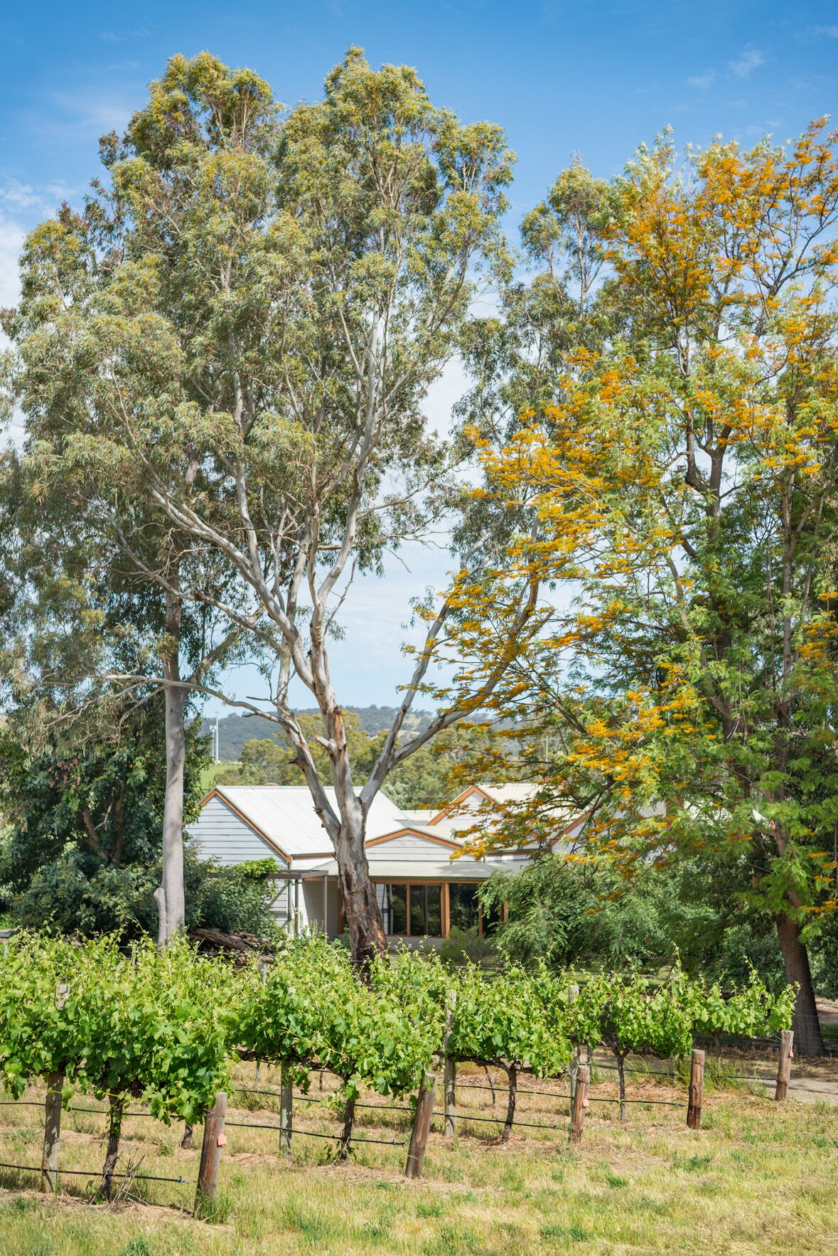 McLaren Vale Getaways - Clements House — image 9