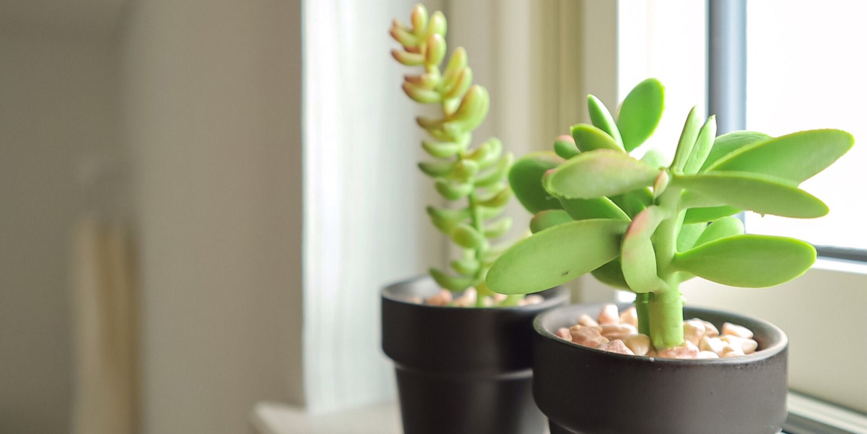 Two potted plants on a windowsill.