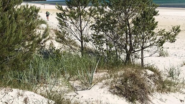 Ein Strand mit Dünen, spärlicher Vegetation und blauem Himmel.