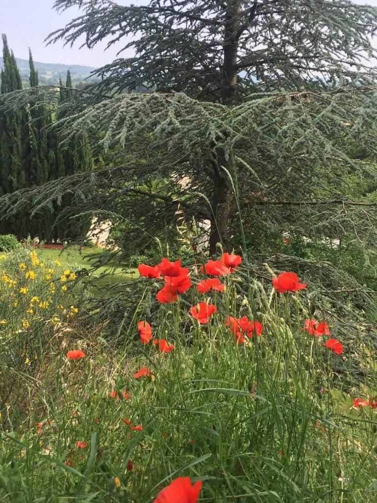 En trädgård med ett stort utbud av växter och träd, inklusive ett framträdande träd med tät lövverk och röda blommor i förgrunden.