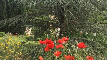 En trädgård med ett stort utbud av växter och träd, inklusive ett framträdande träd med tät lövverk och röda blommor i förgrunden.