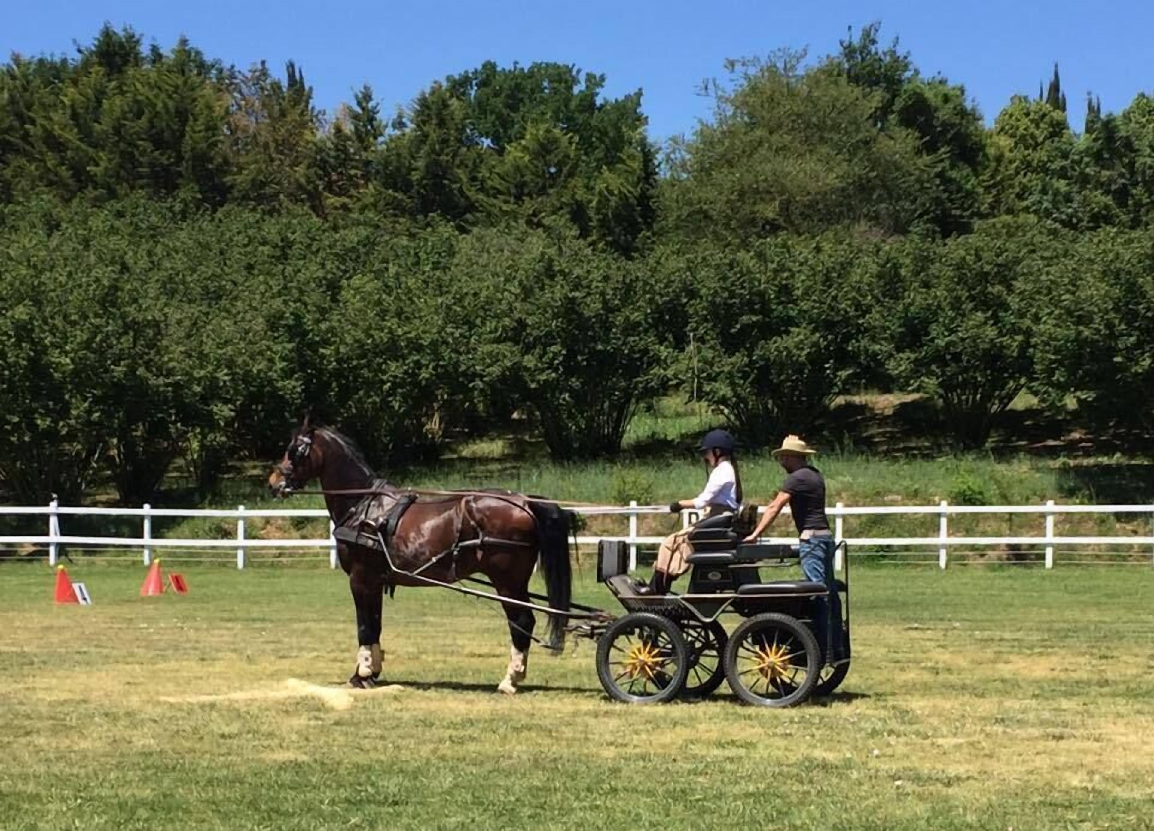 A horse-drawn carriage with two passengers on a grassy field, surrounded by a white fence and trees.