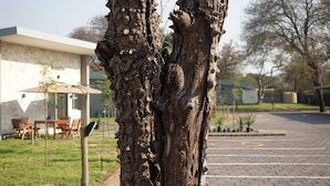 Property grounds - Sandpiper Villas Chobe (Kasane)