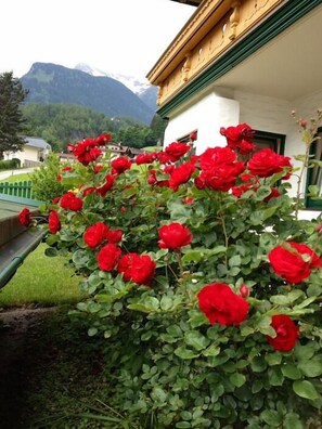 Jardín