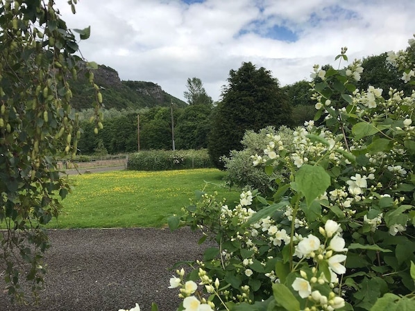 A garden with a gravel path, flowering plants, and a grassy area with yellow flowers. - Cliff View, Free Parking, Free WiFi, (Perth)