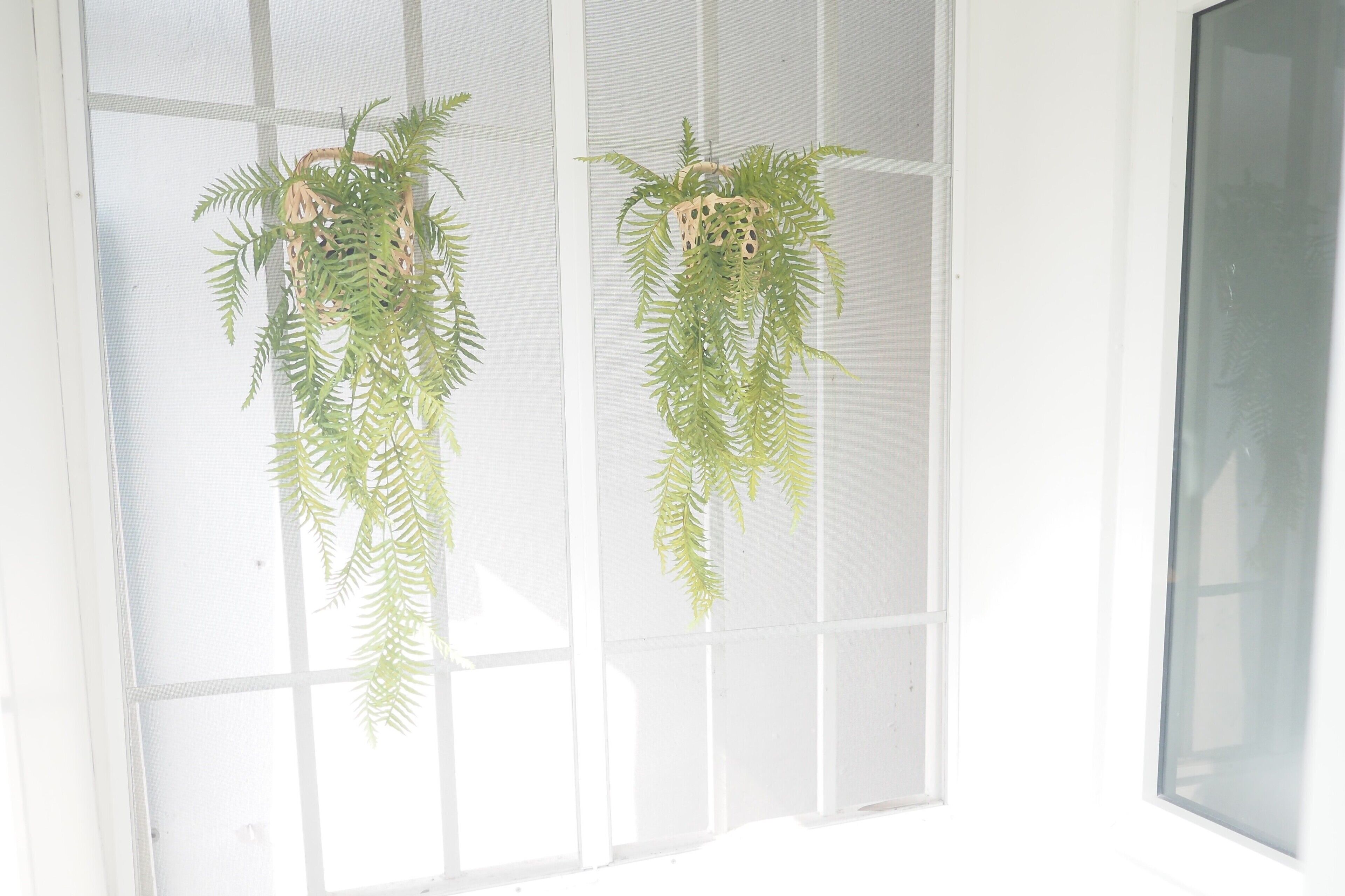 Two hanging plants in a room with a large window.