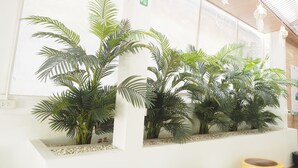 A reception area with a white wall, a plant display, and a wooden floor. - Nornnuea at Inthanon (Chom Thong)