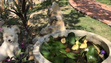 Acepta mascotas