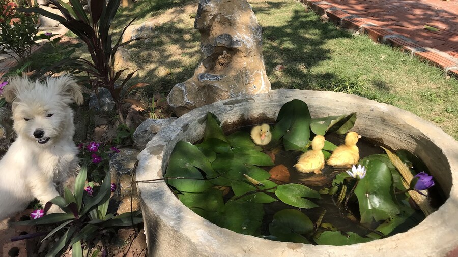 Trang An Lamia Bungalow