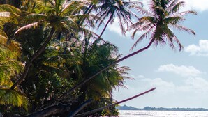 A beach with palm trees and a fallen tree branch in the water. - The Hummingbird Villa Luxury Suite- Vacation Rental Beach Resort Villa in Mayaro (Guayaguayare)