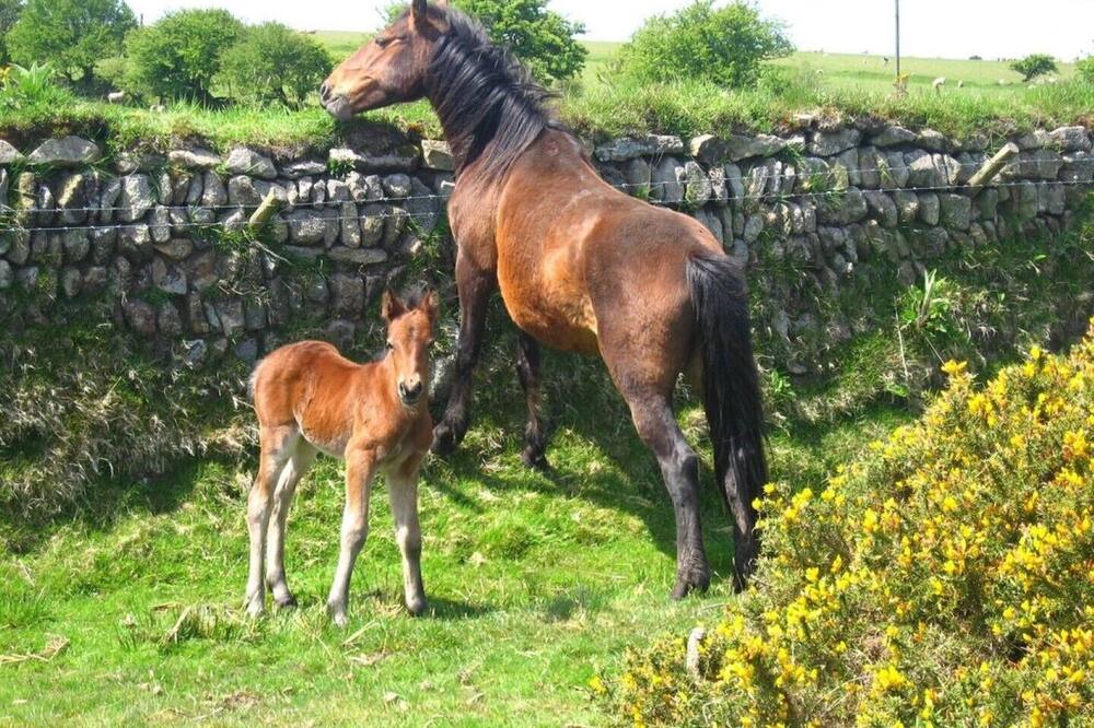 2 Bed, Dog Friendly Cottage, on Bodmin Moor, Cornwall, Ladydown Cottage