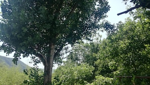 Um jardim com uma grande árvore e diversos vasos de plantas.