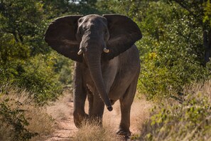 Wildbeobachtung