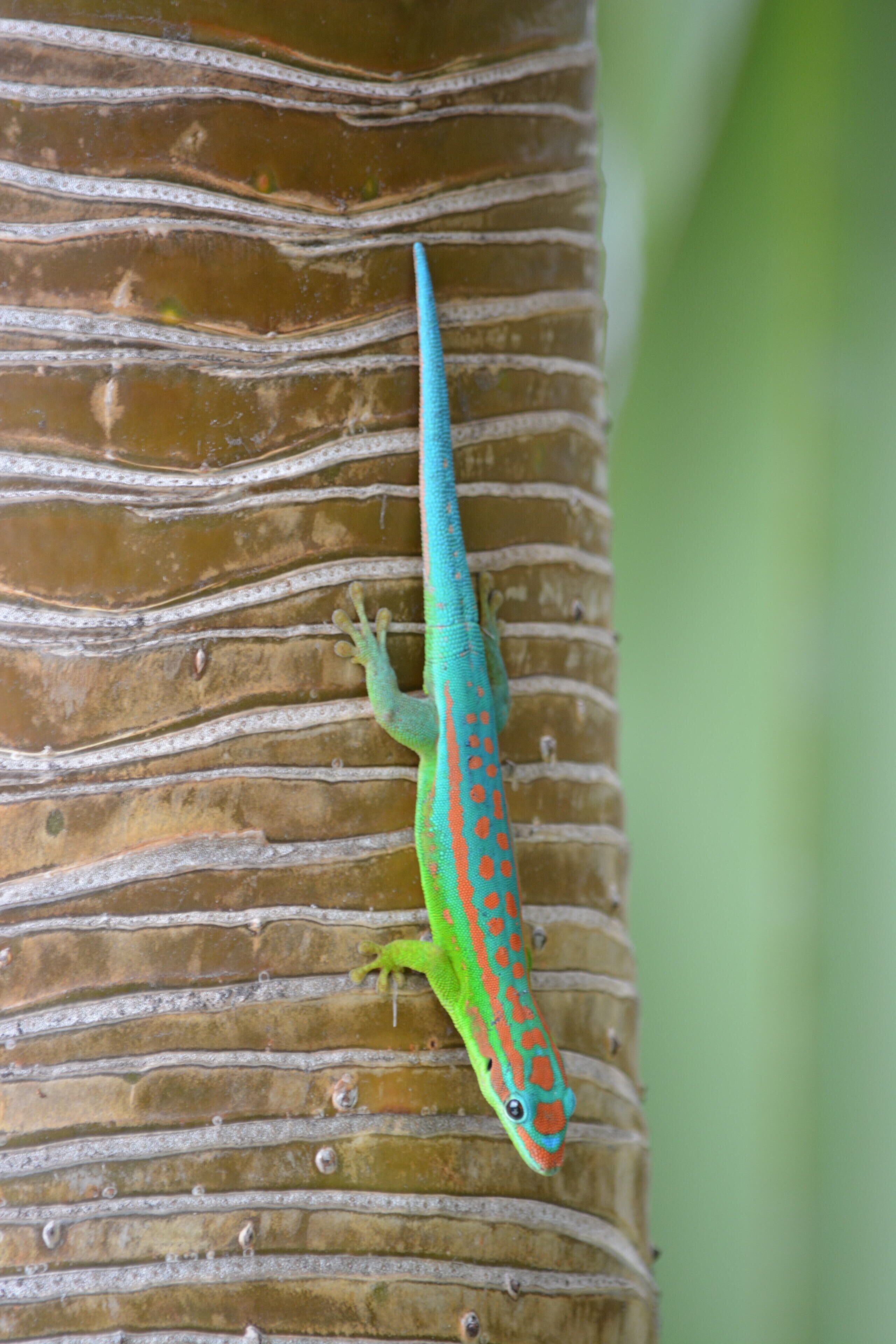 Foto - Résidence Padma