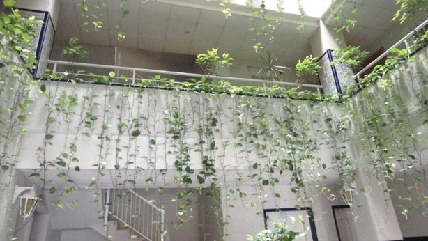 Un atrio de varios niveles con plantas colgantes y una escalera.