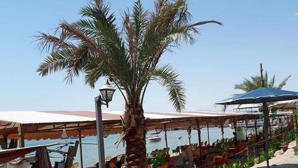 Um restaurante à beira-mar com mesas ao ar livre, uma palmeira e vista para o mar.
