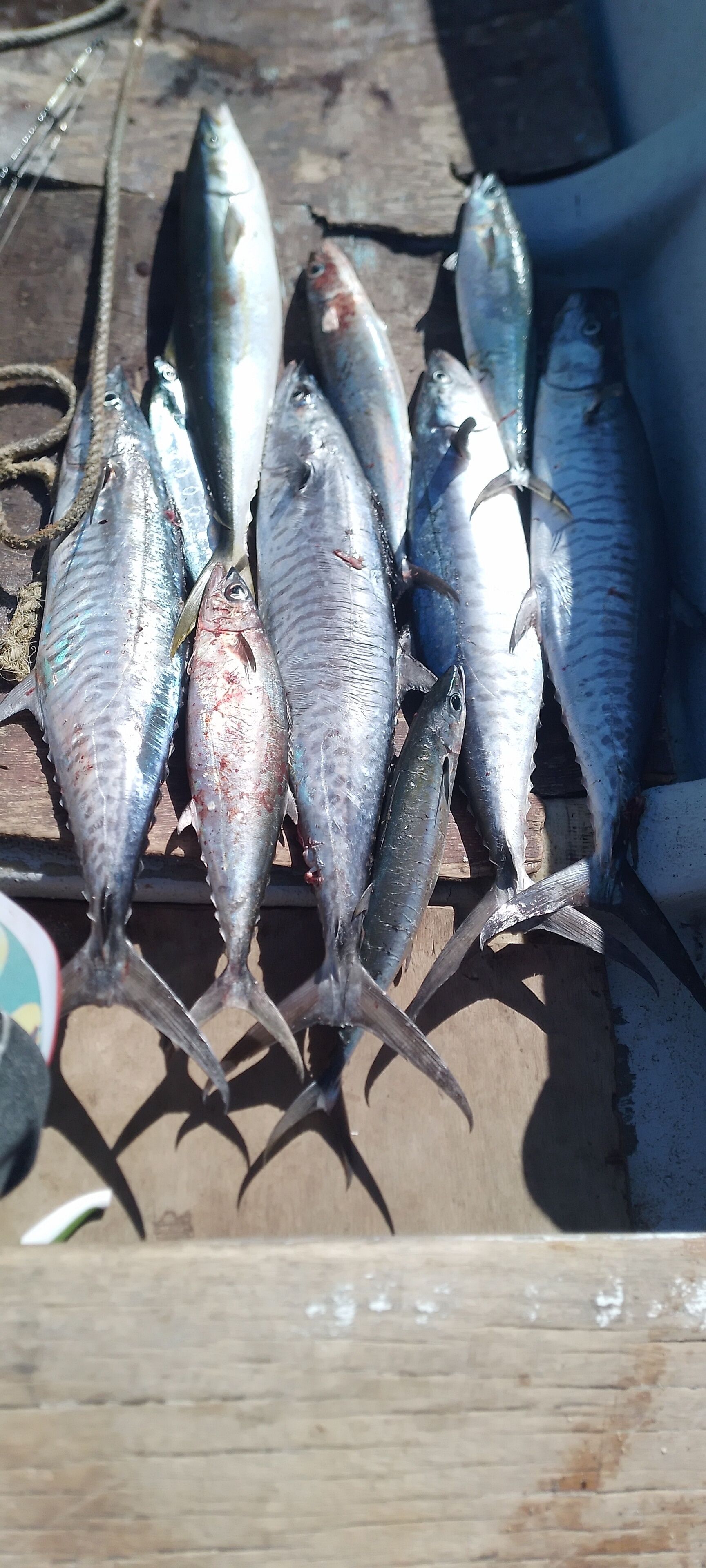 Une surface en bois sur laquelle se trouvent plusieurs poissons, un couteau et une corde.