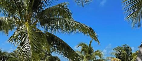Beach nearby, sun-loungers, beach towels