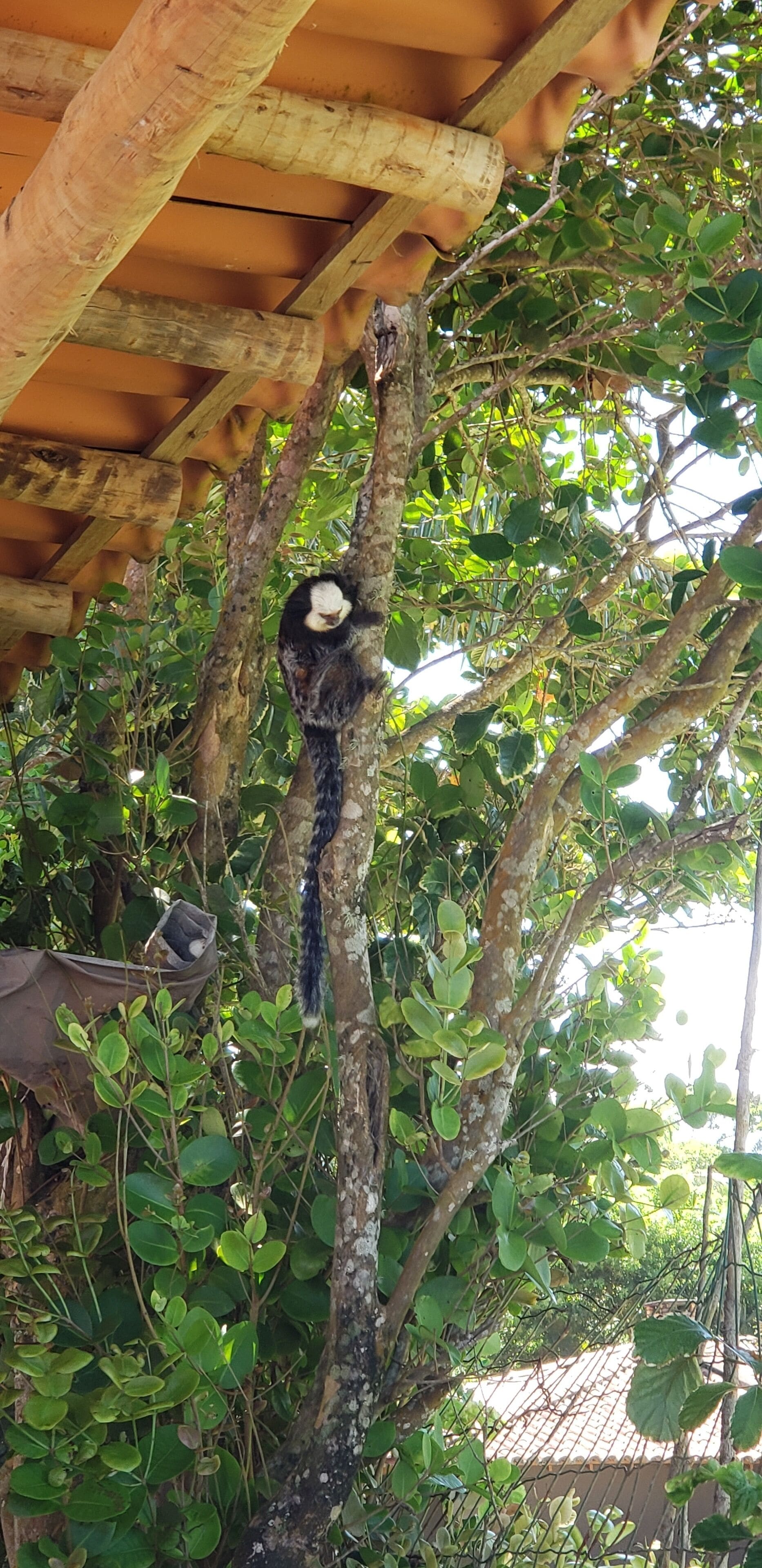 A tree with a person climbing it.
