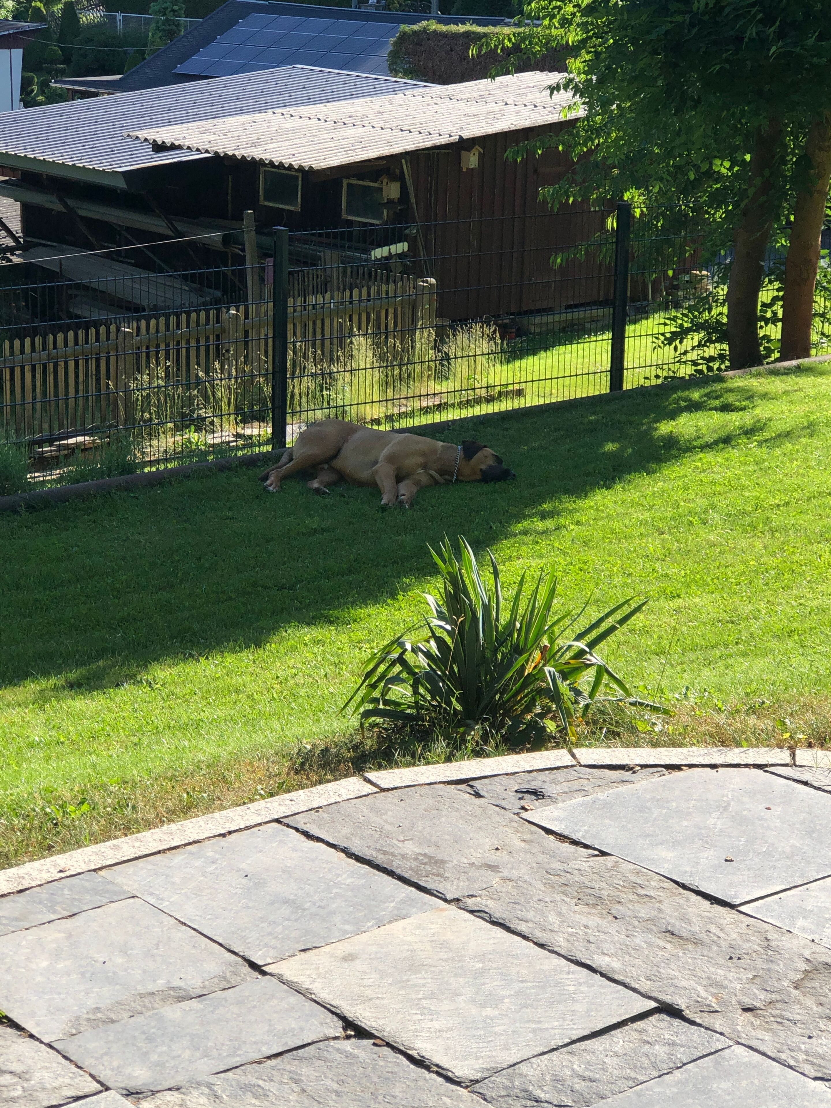 Un cane sdraiato su un prato di fronte a una recinzione di legno.
