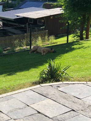 A dog lying on a grassy area in front of a wooden fence.