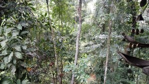 Uma floresta densa com uma rede estendida entre as árvores.