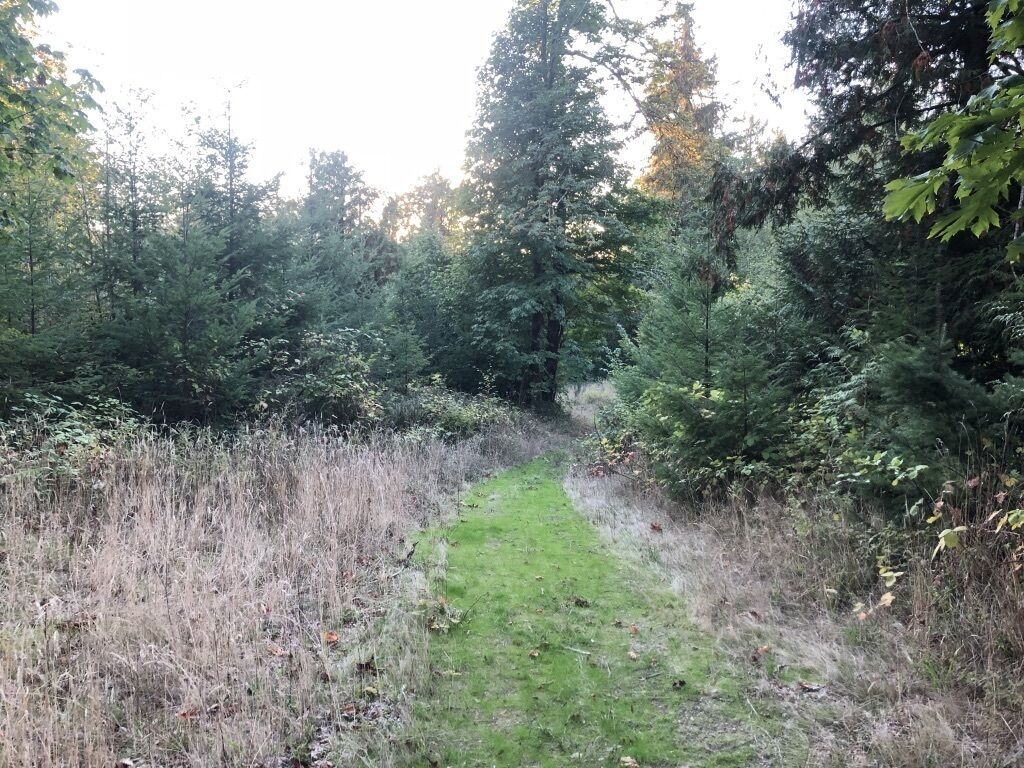 En skogstig med täta träd och tät undervegetation.