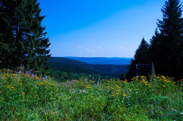 A mountainous landscape with a clear sky, dense forest, and wildflowers.