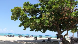 Una playa con un árbol grande que ofrece sombra, varias sillas y sombrillas.