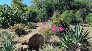 Stroll through a serene garden surrounded by a variety of trees and lush greenery.