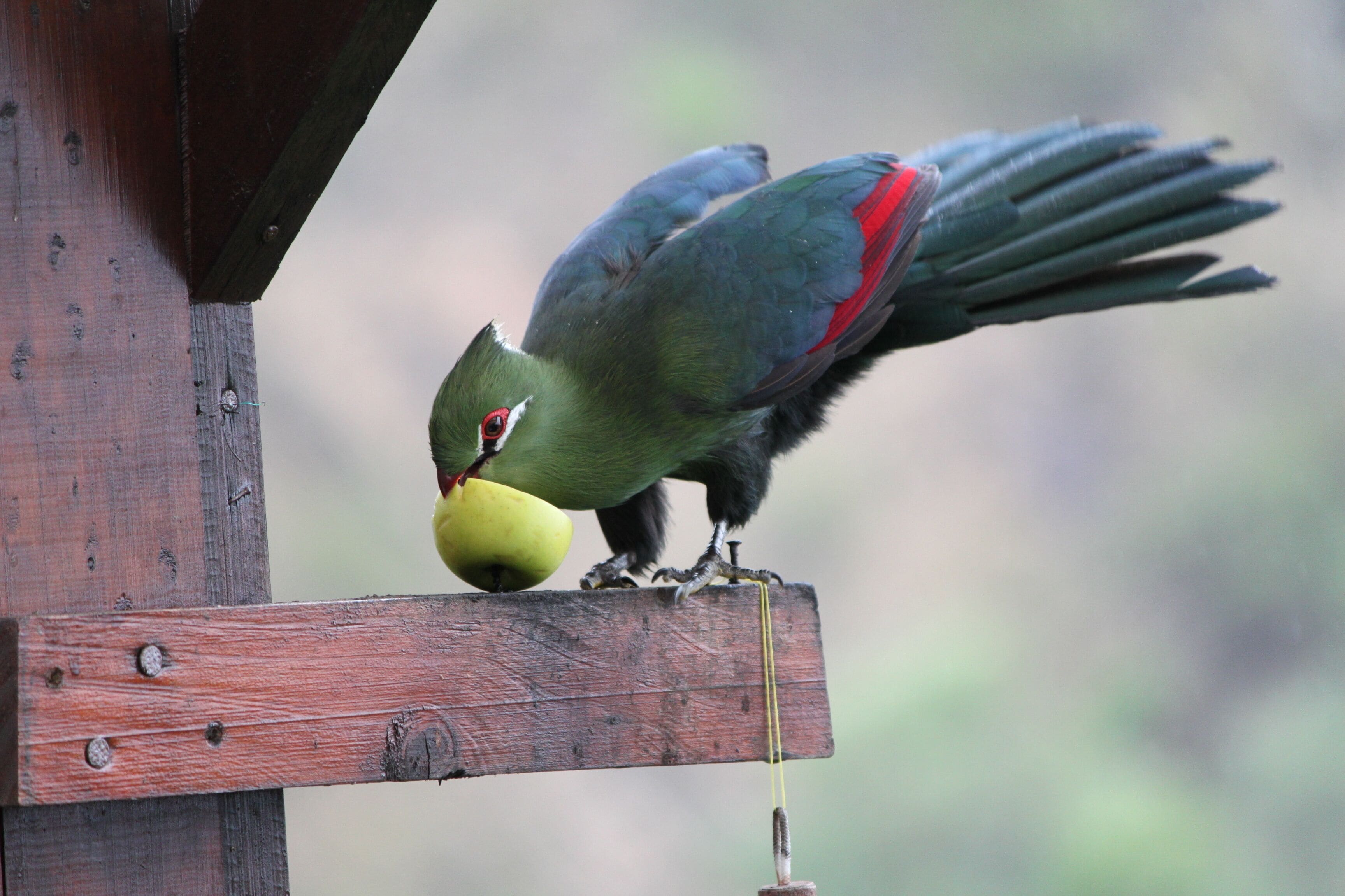 A bird perched on a wooden structure.