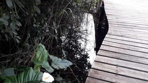 A wooden deck with steps leading down to a body of water, surrounded by dense foliage. - The Tops (Wilderness)