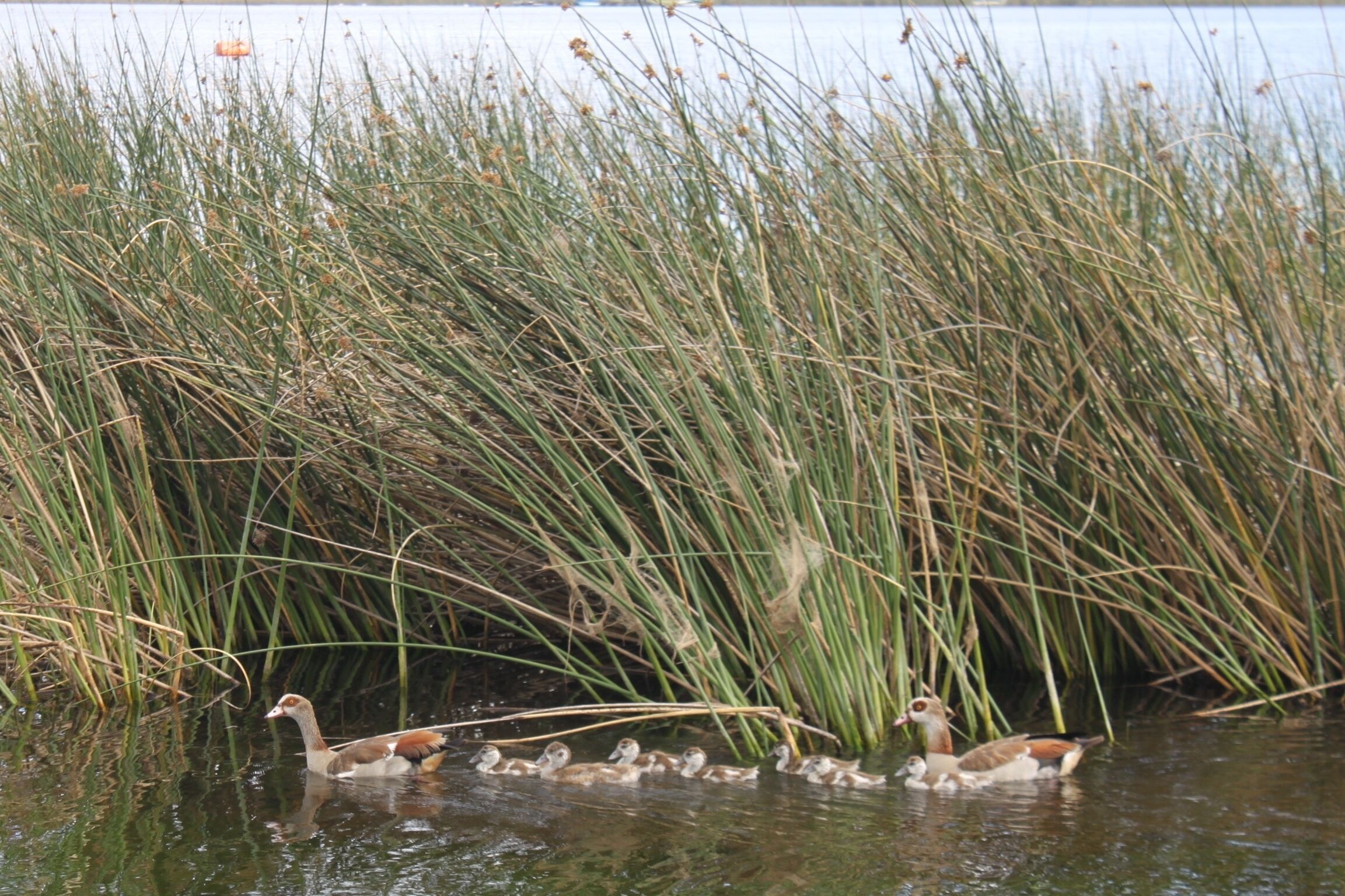 A duck with ducklings swimming near tall reeds.