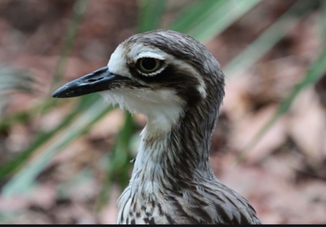 Curlew Cottage - Wildlife Haven — image 25